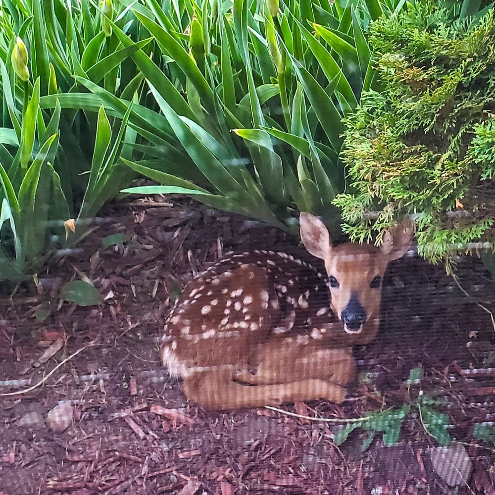 Meet your Posher, Posh